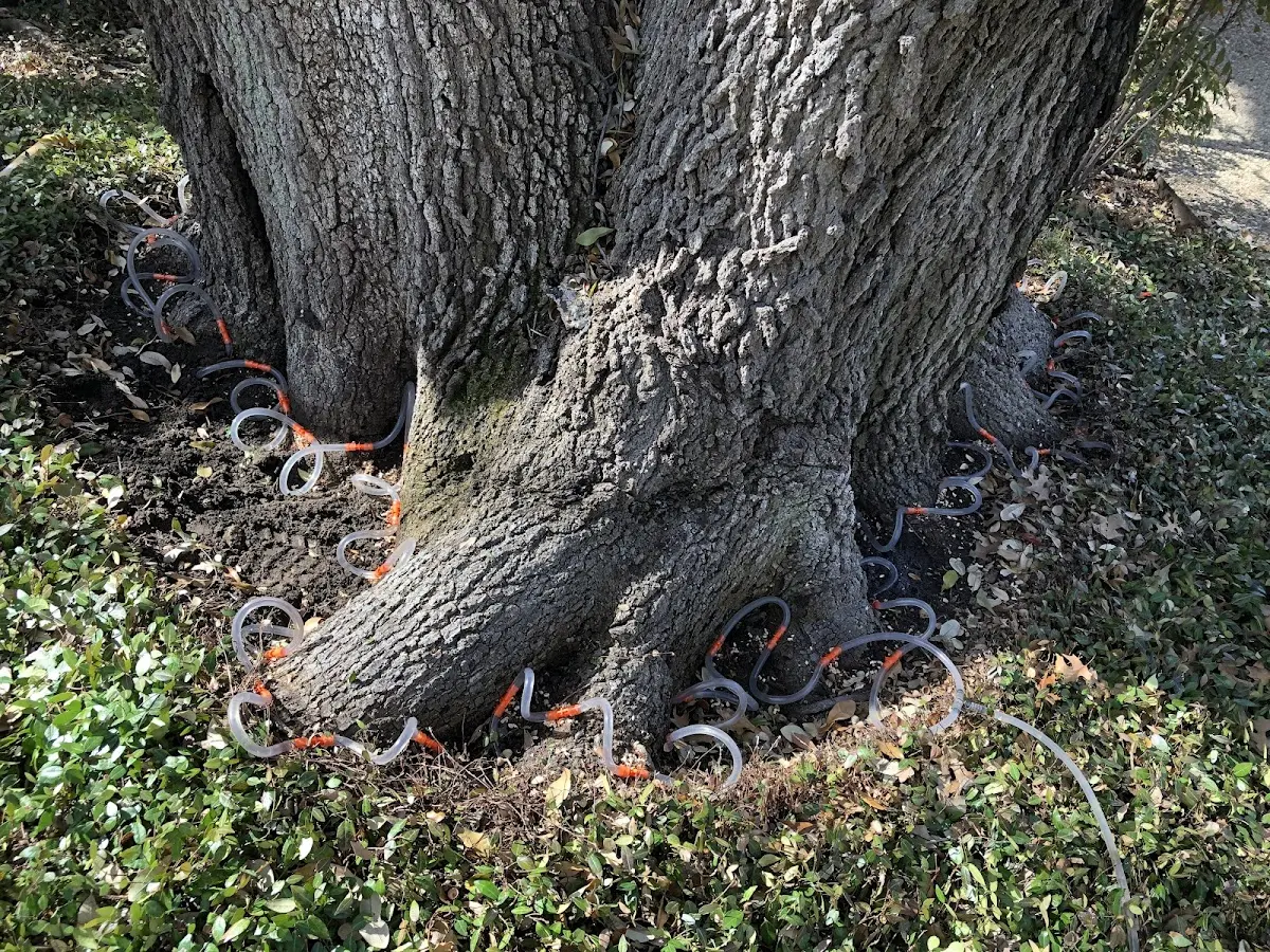 Detailed Tree Cabling and Bracing job site in Wabasso