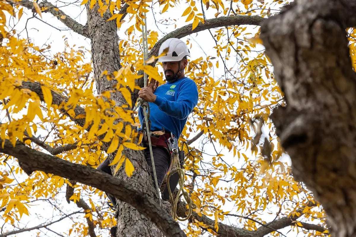 Skilled Tree Transplanting crew working in Wabasso
